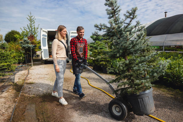 How Our Tree Care Process Works  in  Salem, OR